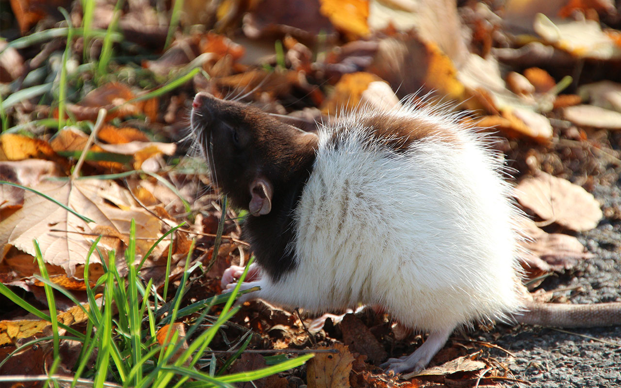 Eine Farbratte (Rattus norvegicus forma domestica), auch Großmaus genannt, streckt ihre empfindliche Nase in die Luft. | Foto: Mirko Baschetti