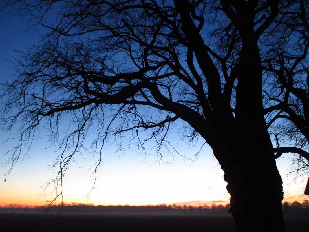 Winterlich-intensives Farbenspiel: Eine Eiche steht vor klarem Himmel in der Abendkälte am Rande von Wunstorf, im Hintergrund ihre Kollegen der Allee zum Rittergut Düendorf. Zwischen den Bäumen sammelt sich der Bodennebel, ihre entlaubten Kronen scheinen die letzten Sonnenstrahlen regelrecht einzufangen. Eichen sind nach den Buchen die am häufigsten vorkommende Baumart in Deutschland. In der inoffiziellen niedersächsischen Hymne, dem Niedersachsenlied, werden sie besungen. | Foto: Daniel Schneider