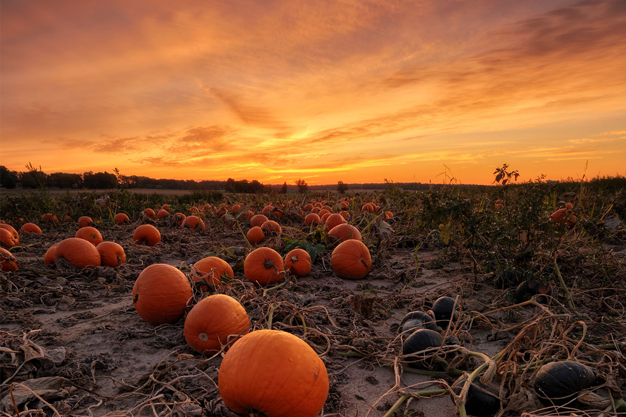 Die Kürbiszeit erreicht im Oktober ihren Höhepunkt - auch auf den Feldern zwischen Steinhude und Altenhagen. | Foto: Marvin Schweer