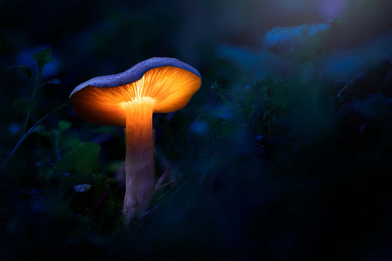 Glowing Mushroom
