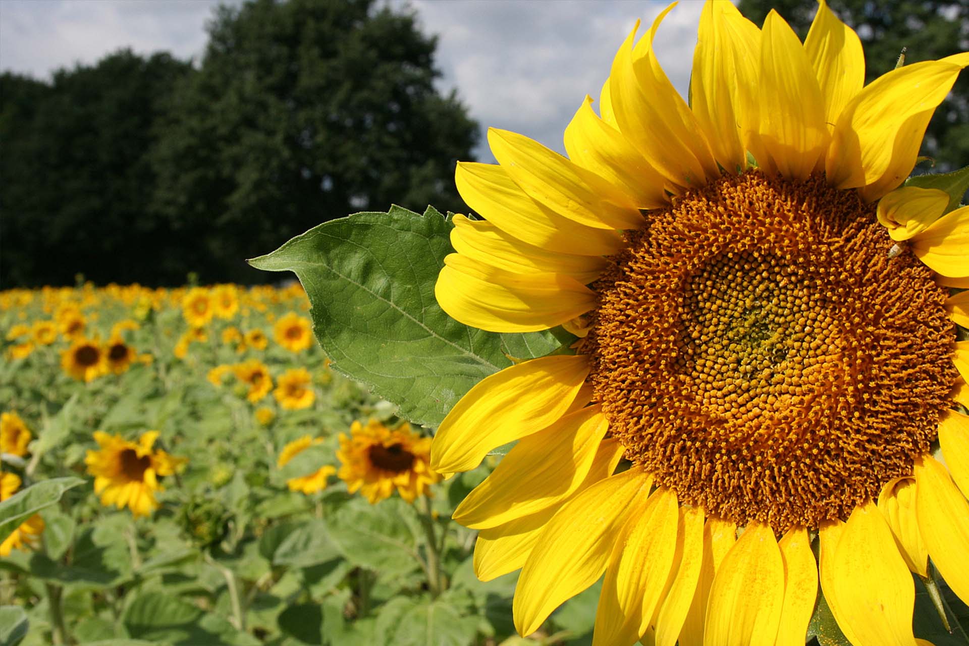 "Sonnenblumen" von Florian Hake