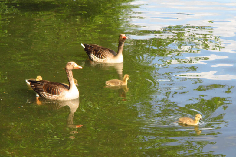 Gänse Steinhuder Meer