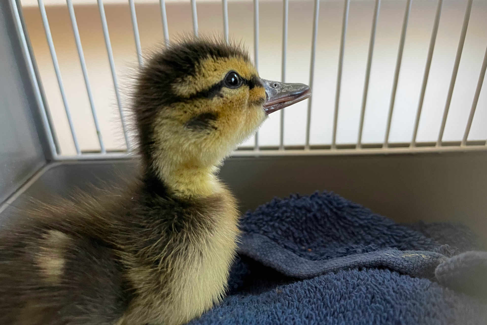 Entenküken hinter Gittern